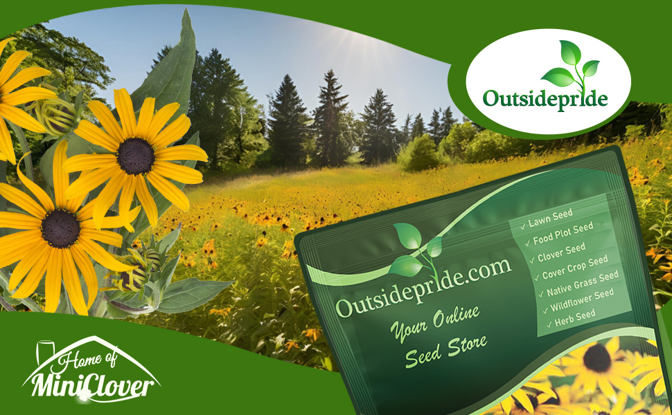 Rudbeckia Hirta Black-eyed Susan Wildflower Garden