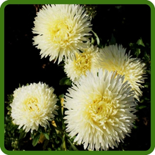 Unique Quill-like Petals of Callistephus Tall Double Gremlin Aster