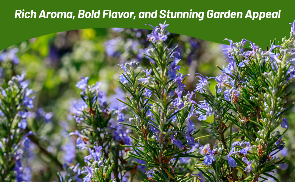 Rosemary Pollinating & Aromatice Plants