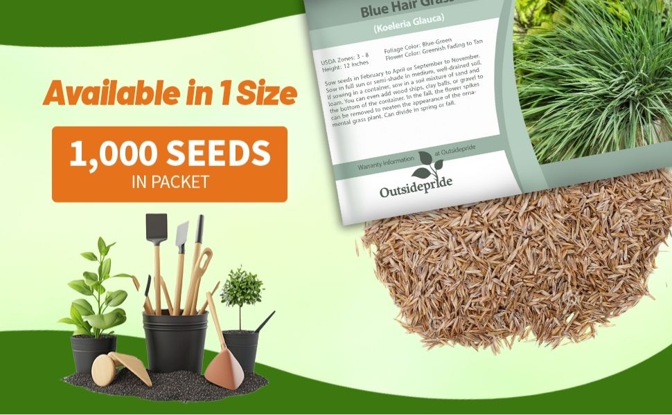Koeleria glauca Blue Hair Ornamental Grass Seed Packet