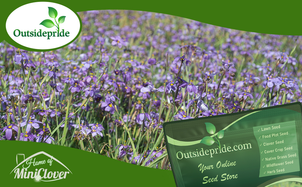 Blue-eyed Grass Ground Cover