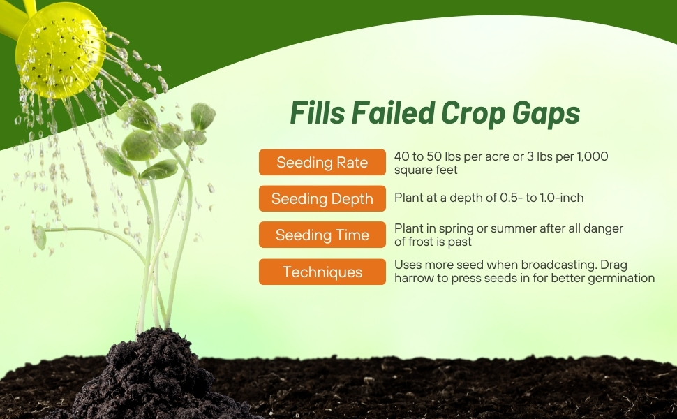 Buckwheat Seeding Rate For Cover Crops & Forage