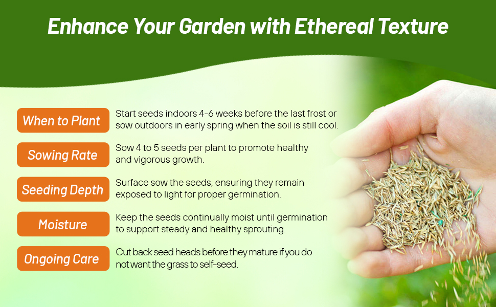 Planting Directions For Agrostis Nebulosa Cloud Ornamental Grass Seeds