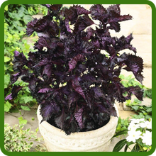 Purple Mint Dark Purple Color