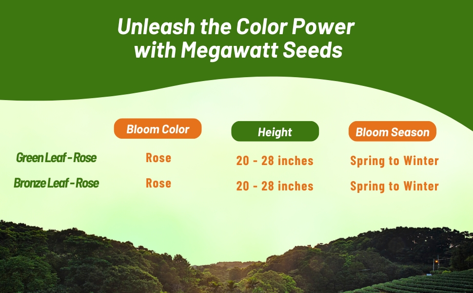 Bloom Color, Season, & Height Chart of Megawatt Begonia Plants