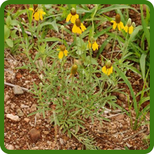 Self-seeding Ratibida Flower Seeds