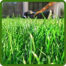 Combat Southern Turf Type Fescue Grass Seed Has Excellent Wear Tolerance