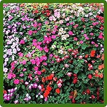 Compact Growth of Impatiens Flower Seed Mixtures