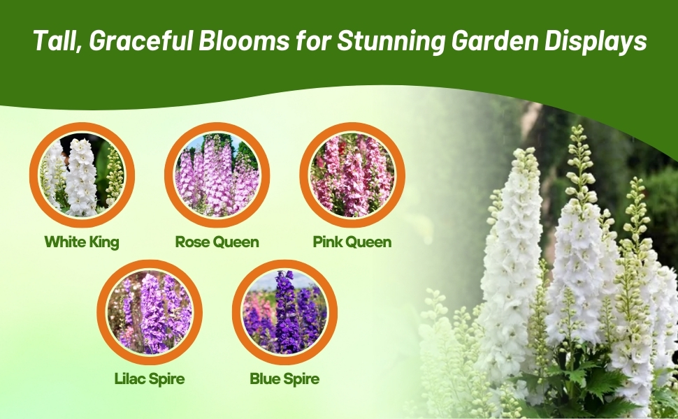 Rocket Larkspur Delphinium 'Night Sky Mix' Seeds – Non-GMO Heirloom – 500 Seeds By Mother Nature's Seeds