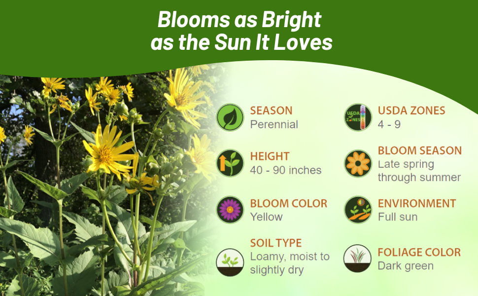 Perennial Cup Plant For Full Sun