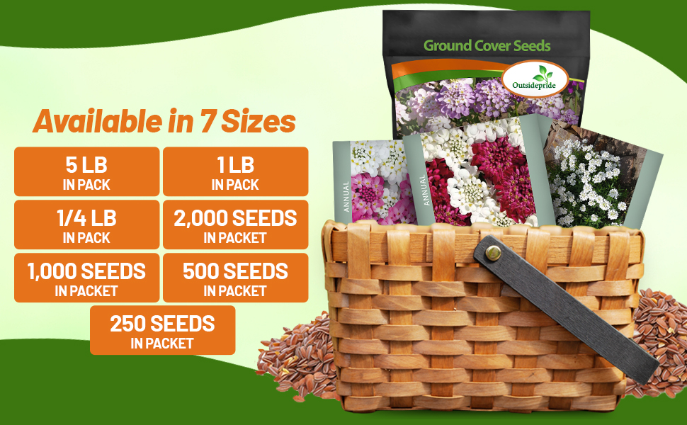 Iberis Candytuft Seed Packets For Sale