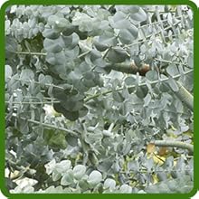 Eucalyptus Silver Dollar Aromatic Leaves