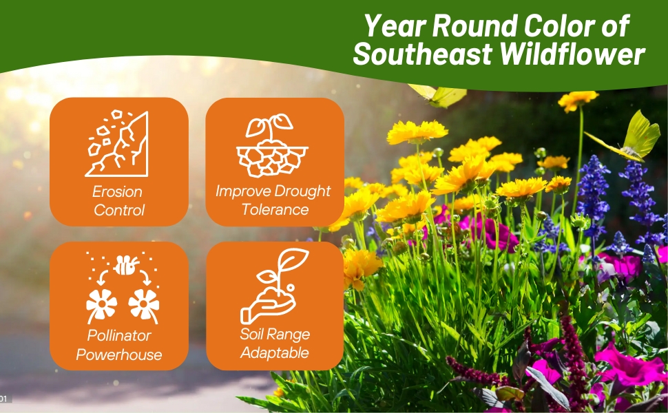 Drought Tolerant Southeast Wildflower Seed Mixture