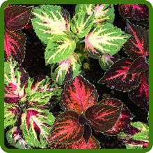 Brilliant Multi-Colored Foliage of Coleus Plants