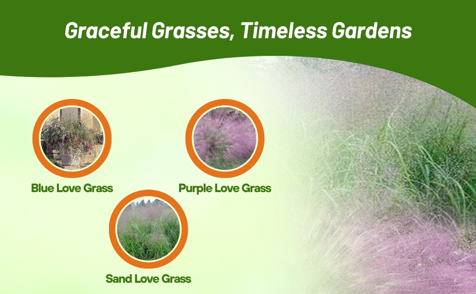 Blue, Purple, & Sand Love Grass From Seeds