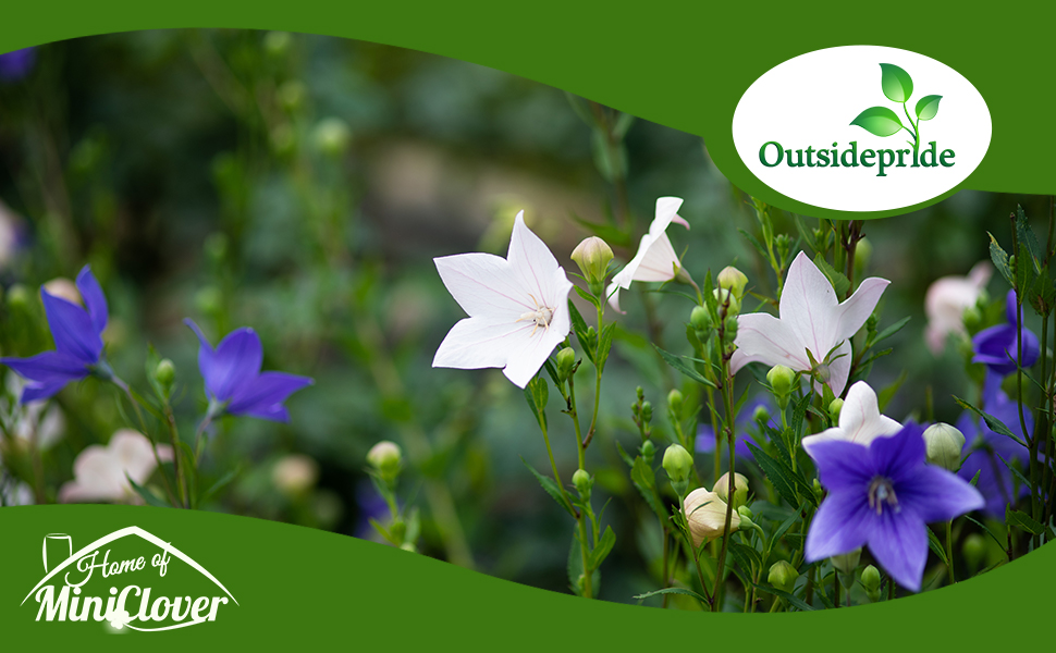 Campanula Carpatica Blue & White Bellflowers