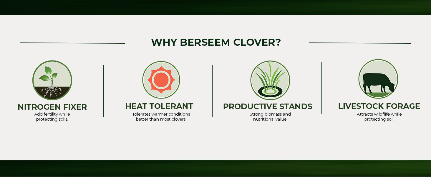Berseem Clover Pasture Seed