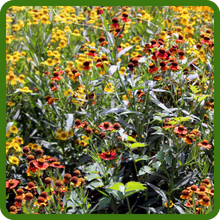 Easy To Grow Helenium Autumnale