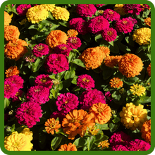 Zinnia Dahlia Diverse Aesthetic Appeal