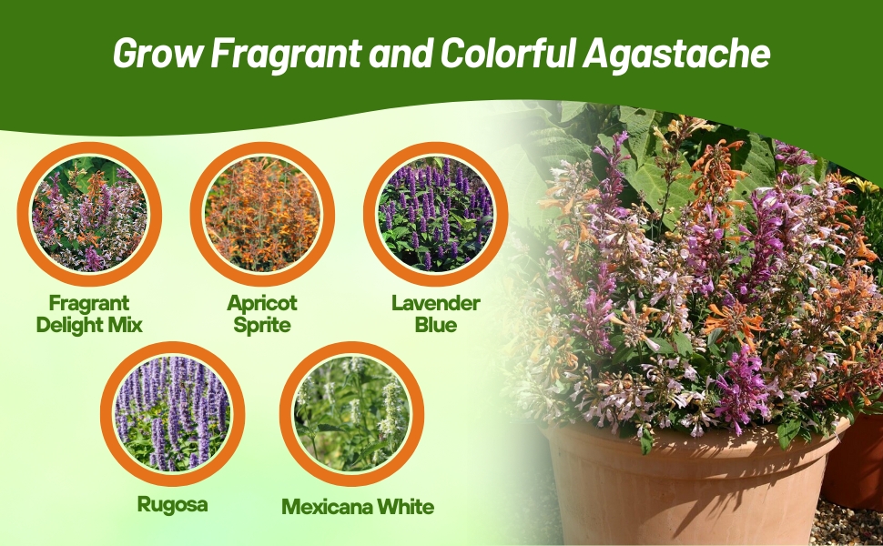 Varieties of Agastache For Sale