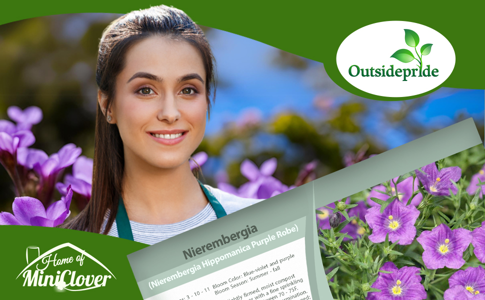 Nierembergia Purple Robe Garden Flowers