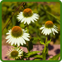 Echinacea White Swan Coneflower For Erosion Control