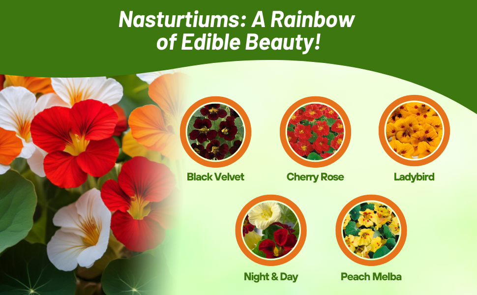 Varieties of Nasturtium Flower Seeds For Sale