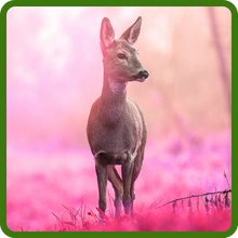 Deer Resistant Celosia Castle Pink