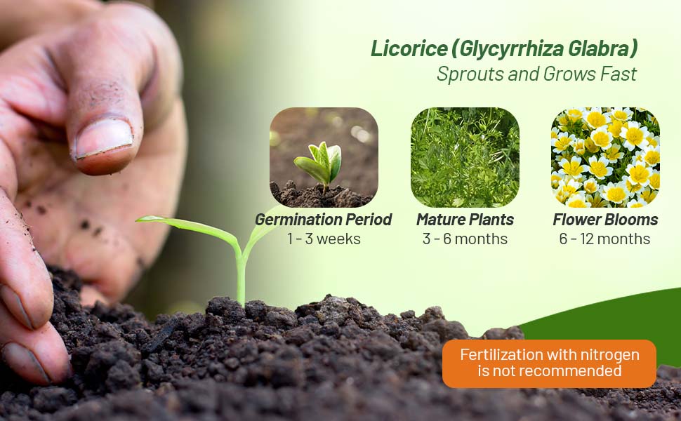 Glycyrrhiza Glaba Licorice Root Young Seedlings