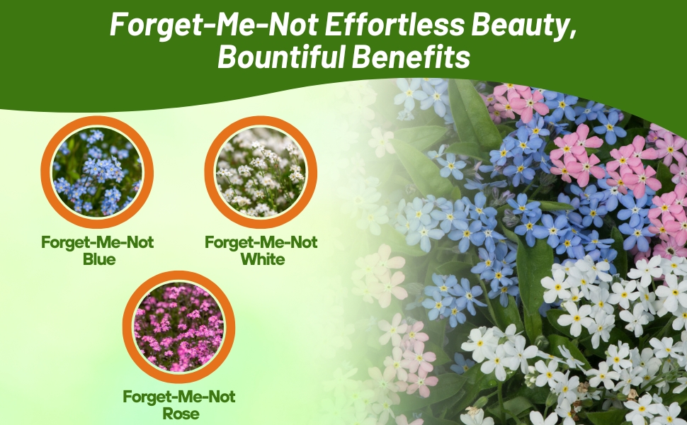 Blue, White, & Rose Myosotis alpestris Forget Me Not