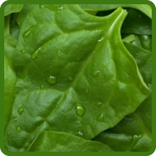 Nutritious Leaves of New Zealand Spinach