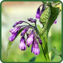 Flowering Comfrey Herb in Outdoor Garden
