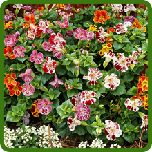 Mimulus Compact Growth