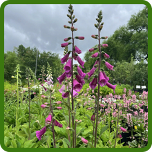 Tall Digitalis Foxglove Plants In Meadow