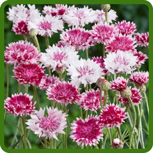 Drought Tolerant & Hardy Annual Cornflower