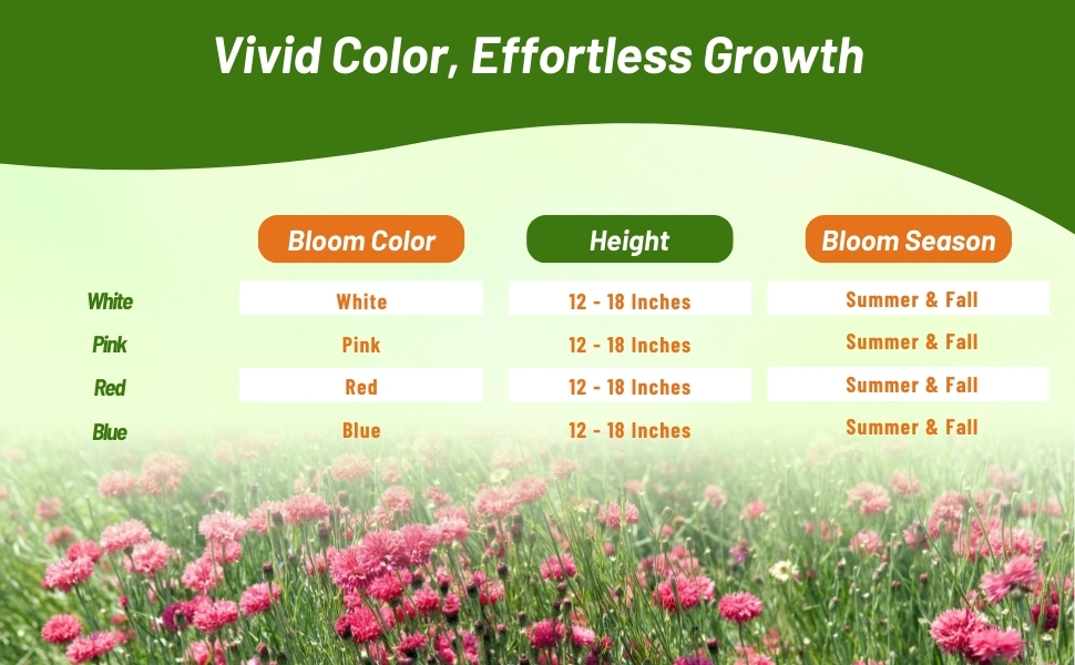 Bloom Season, Color, & Height Chart For Dwarf Cornflowers