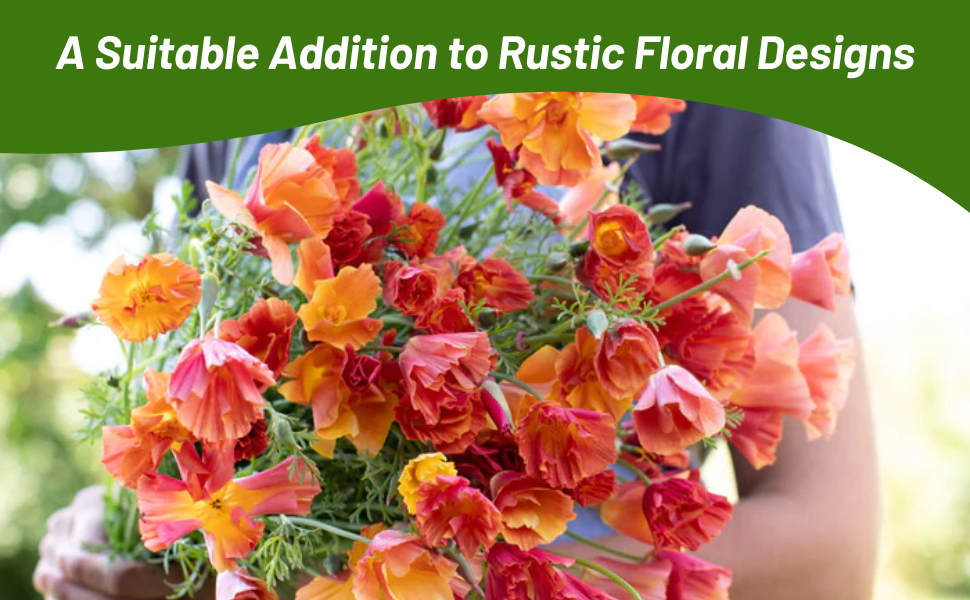 California Poppy Makes Great Cut Flowers