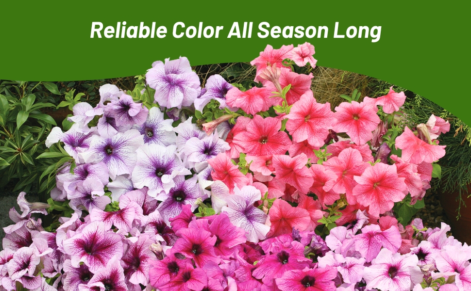 Petunia Multiflora Blooming from Spring to Fall From Flower Seeds