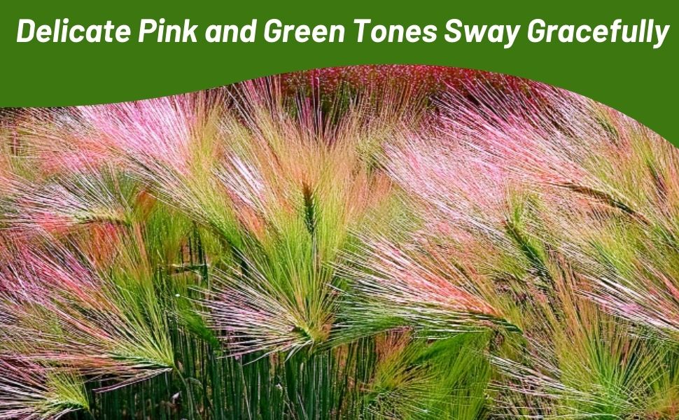 Field of Pink Flowering Hordeum Foxtail Barley