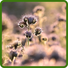 Drought Tolerant Lacy Phacelia