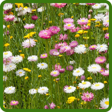 Flowering Meadow of Helipterum Paper Daisy