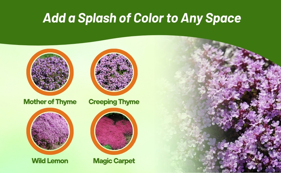 Mother of Thyme, Lemon Thyme, Magic Carpet, & Creeping Thyme Varieties