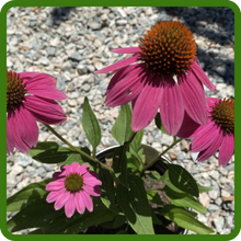 Drought Tolerant Echinacea Pow Wow Wild Berry Purple Coneflower Flowers