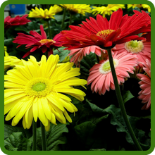 Large Blooms of Gerbera Flowers