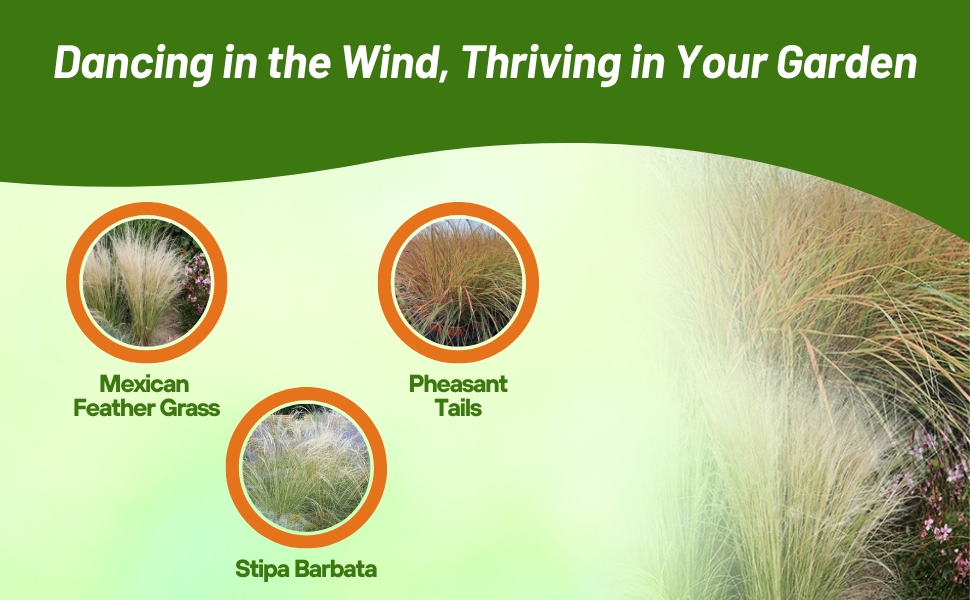 Varieties of Stipa Ornamental Grasses From Seeds