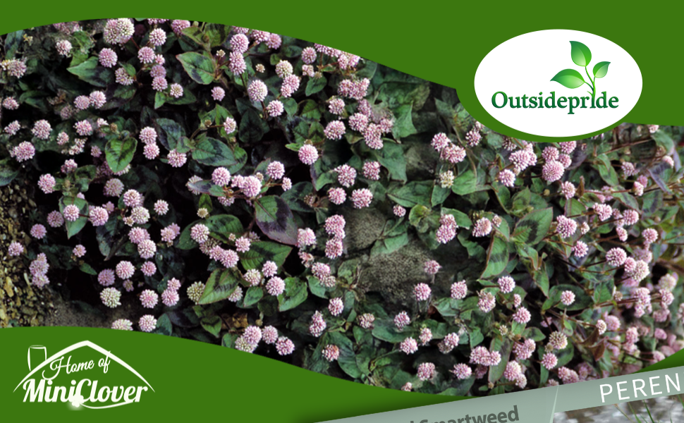 Low Growing Pinkhead Smartweed Flowers