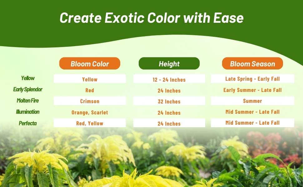 Bloom Color, Season, & Height Chart For Amaranthus Plants