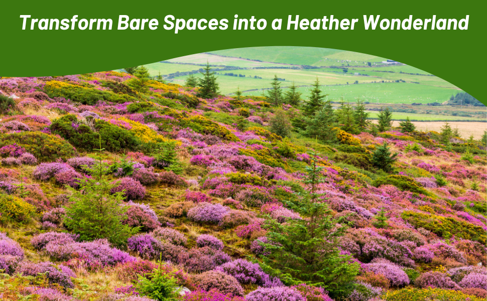 Drought Tolerant Heather Plants on Hill