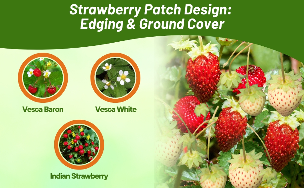 Varieties of Strawberry Plants