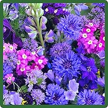 Self-seeding Blue Flowers